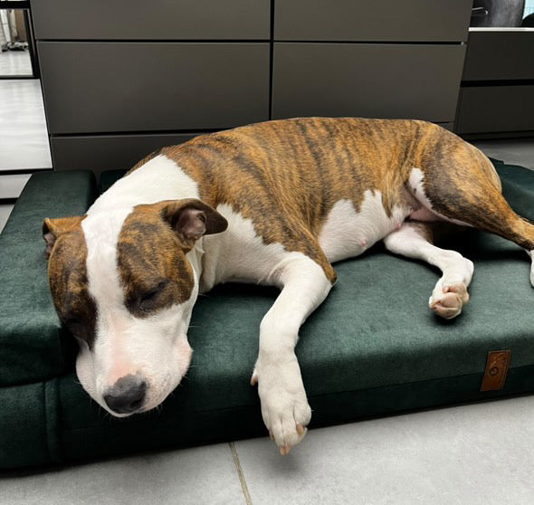 <tc>Šuns guolis-transformeris | Dvipusis | SAMANŲ ŽALIA</tc>