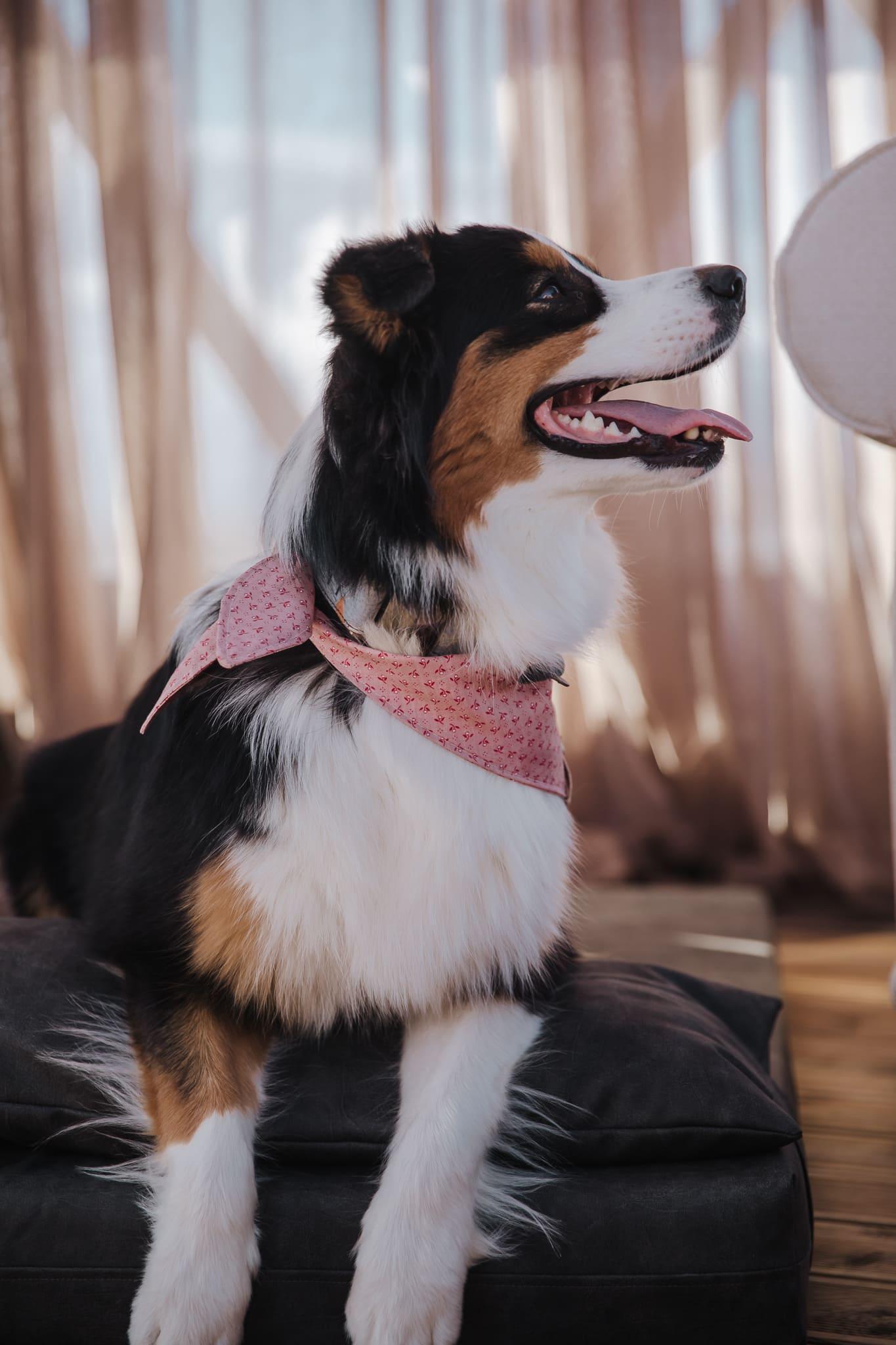 Dog's bedroom bed | ComfySupport+ | 2-sided | Water resistant | IRON GREY | animalistus