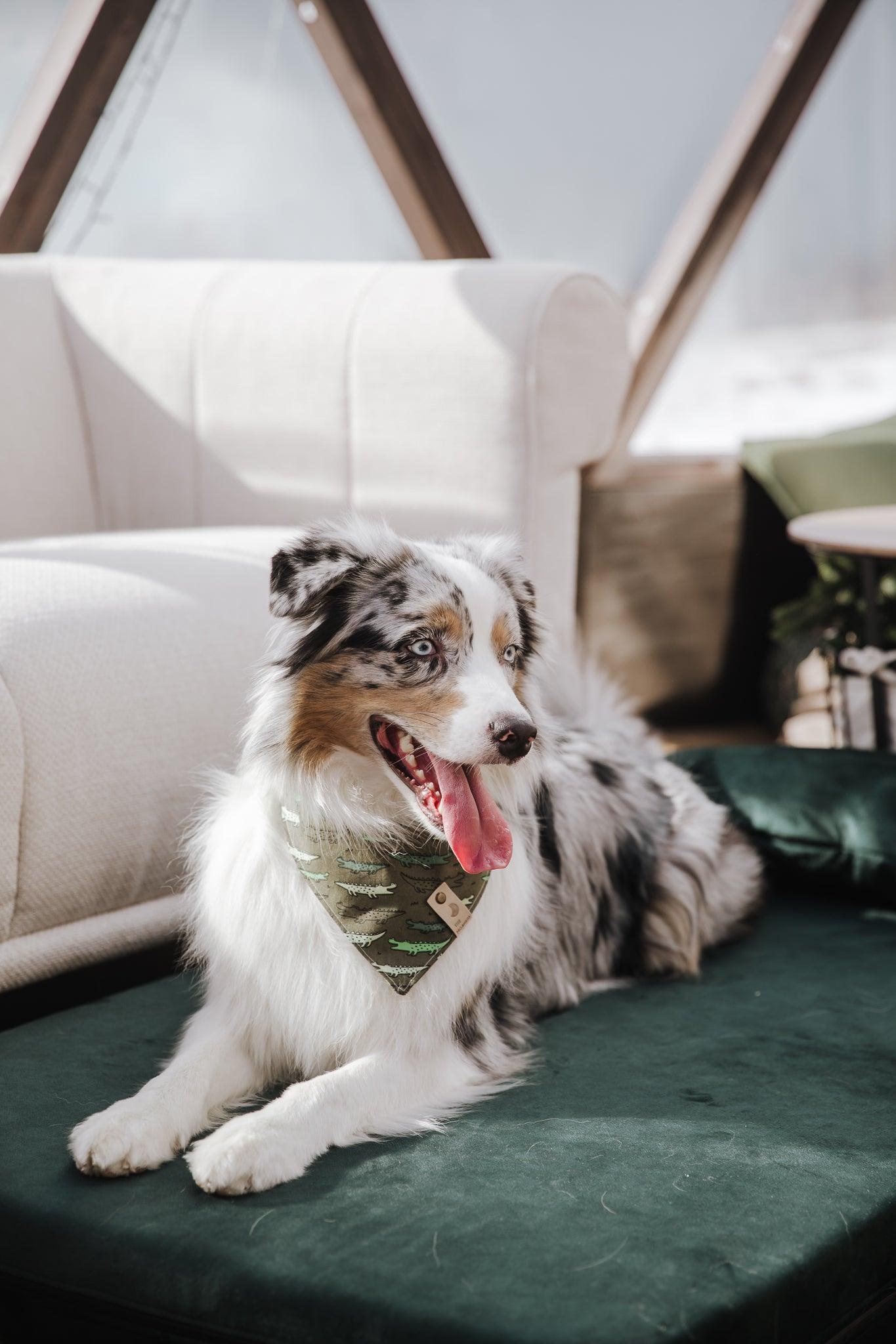 Dog's bedroom bed | ComfySupport+ | 2-sided | EMERALD GREEN | animalistus