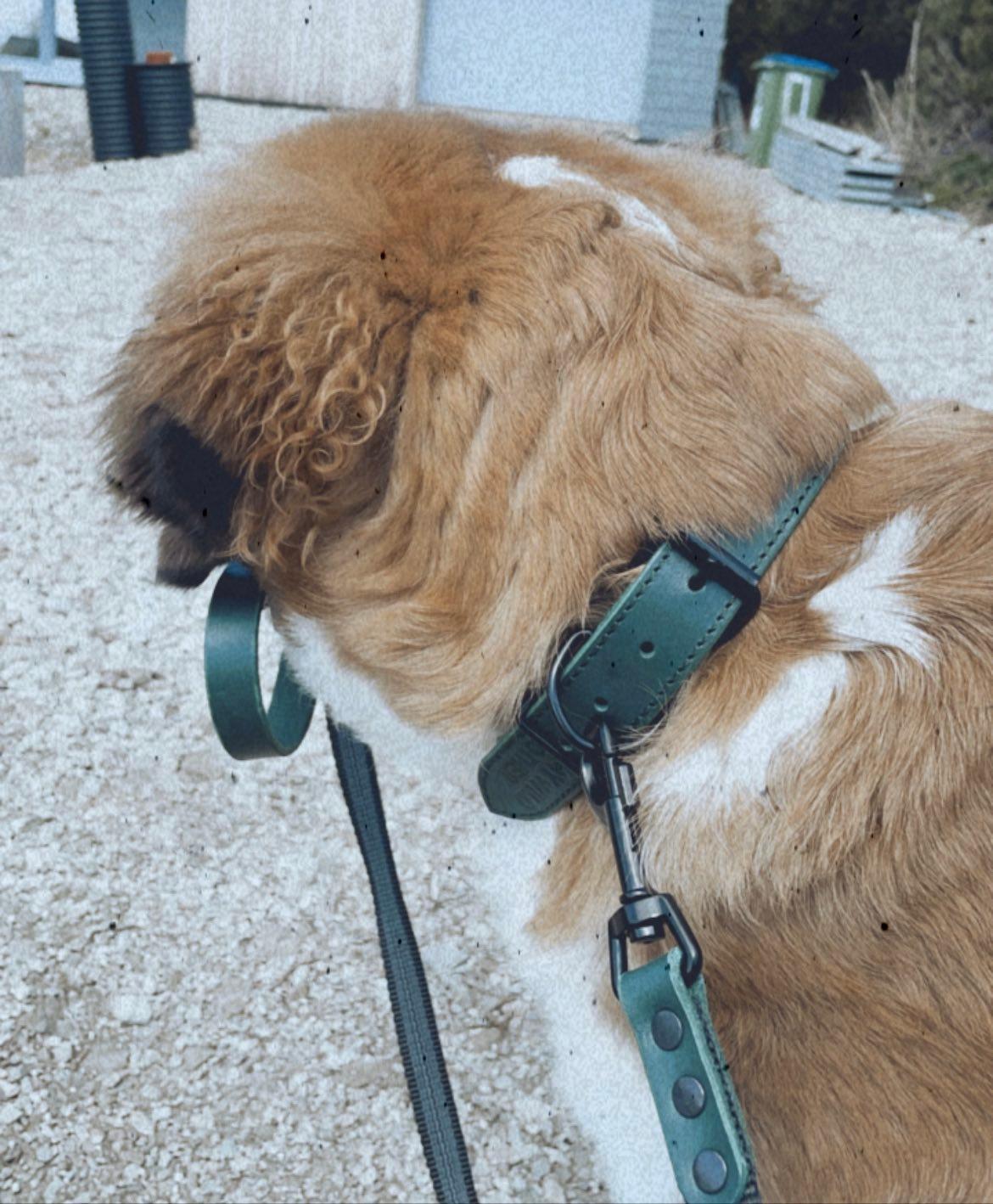 Handmade green leather dog collar | animalistus