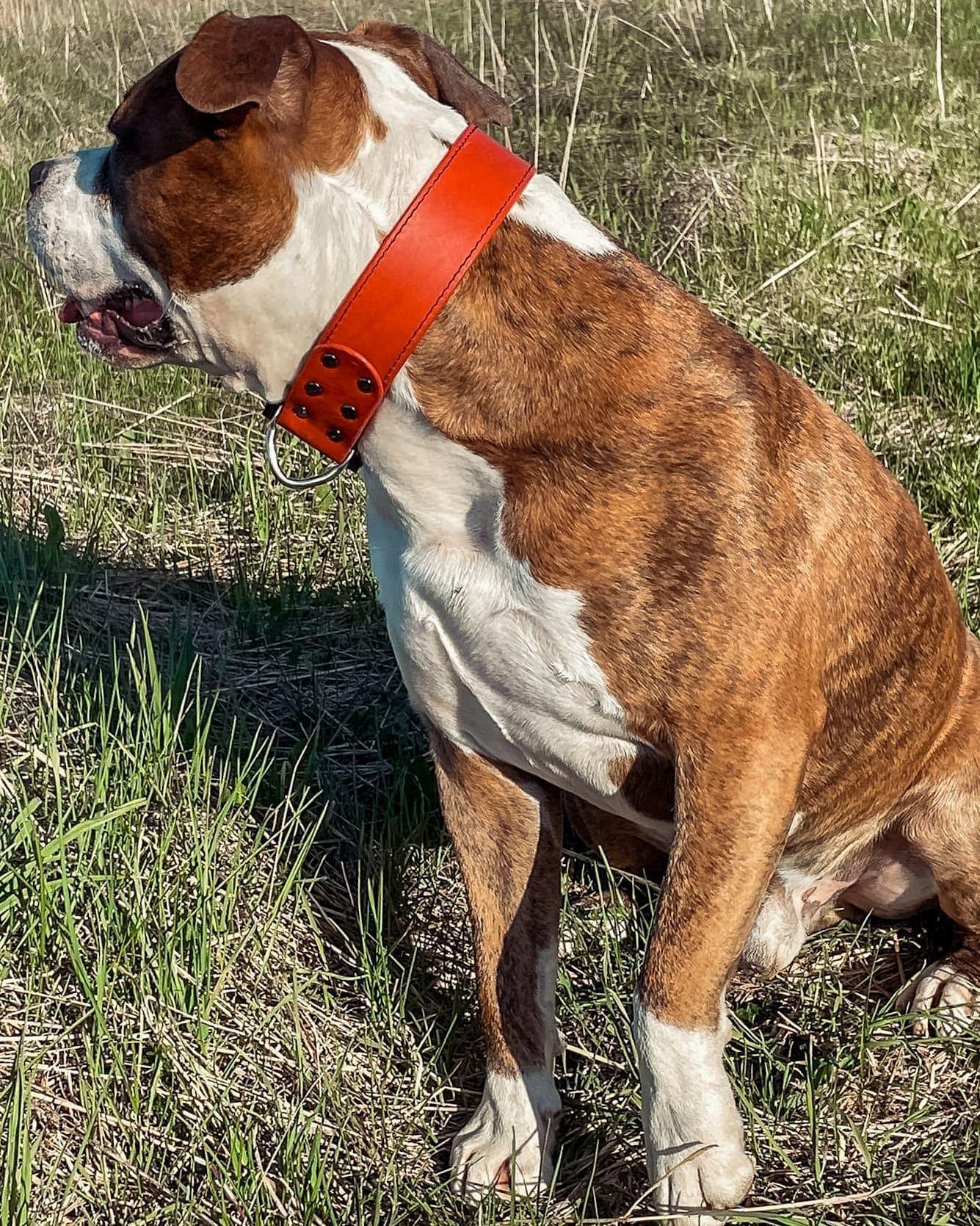 Red leather dog collar with COBRA® buckle | animalistus