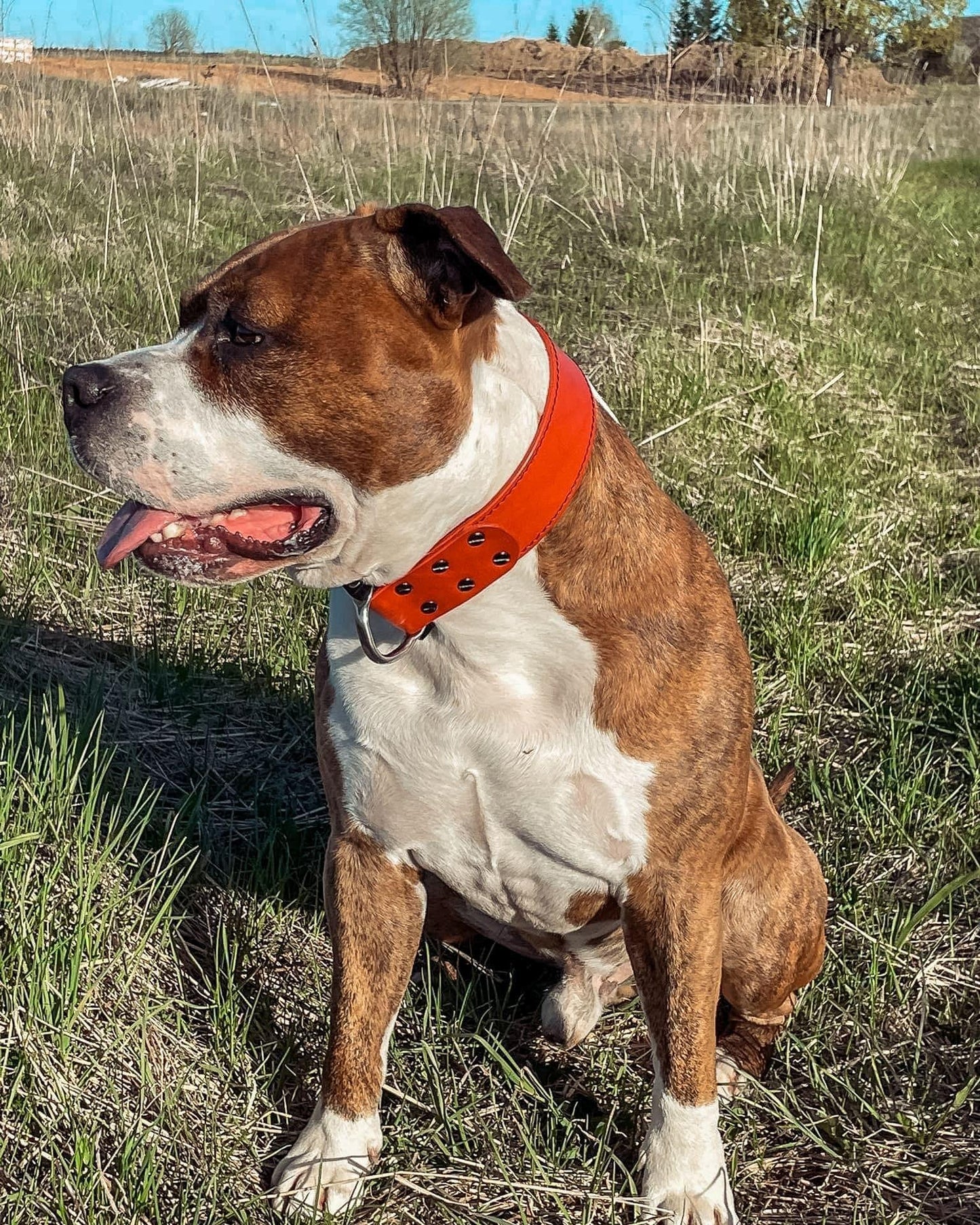 Red leather dog collar with COBRA® buckle | animalistus