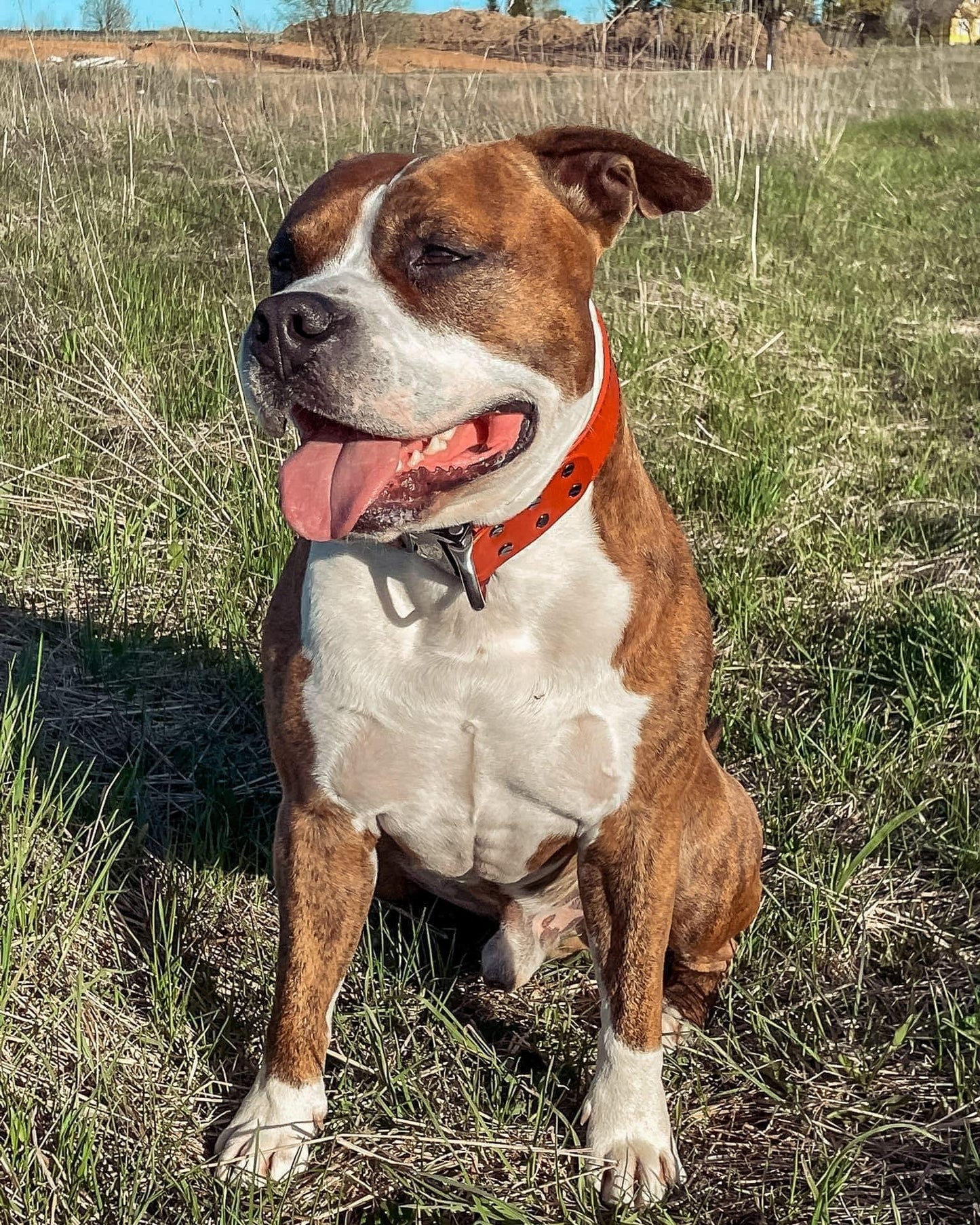 Red leather dog collar with COBRA® buckle | animalistus