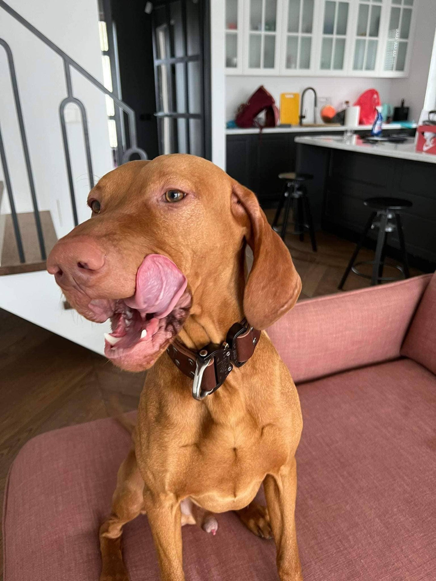 Brown leather dog collar with COBRA® buckle | animalistus