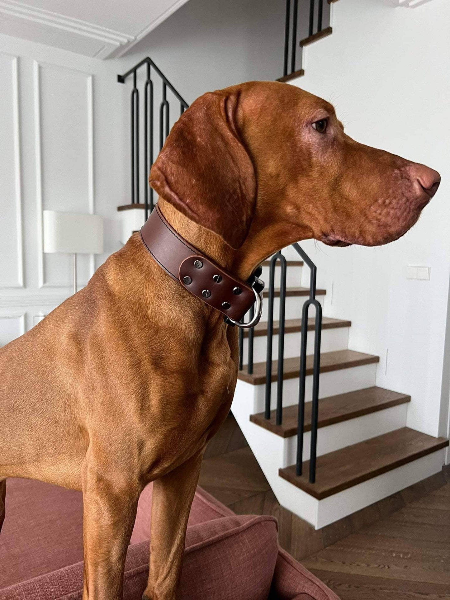 Brown leather dog collar with COBRA® buckle | animalistus