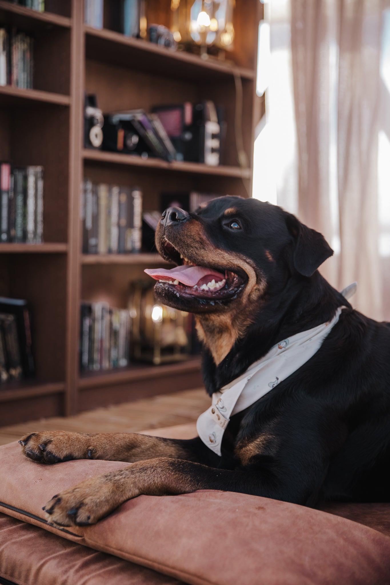 Dog's bedroom bed | ComfySupport+ | 2-sided | Water resistant | TAWNY BROWN | animalistus