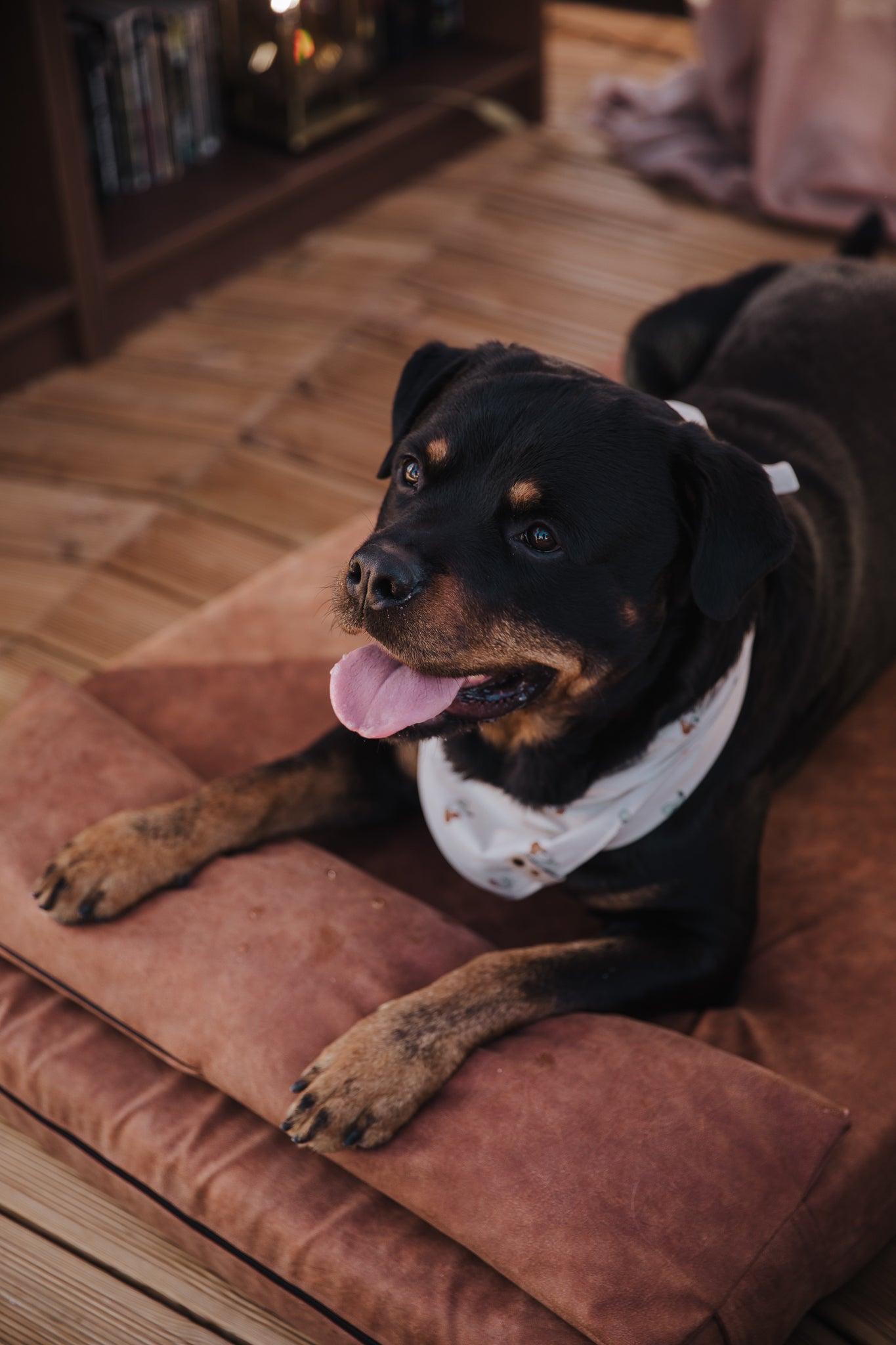 Dog's bedroom bed | ComfySupport+ | 2-sided | Water resistant | TAWNY BROWN | animalistus