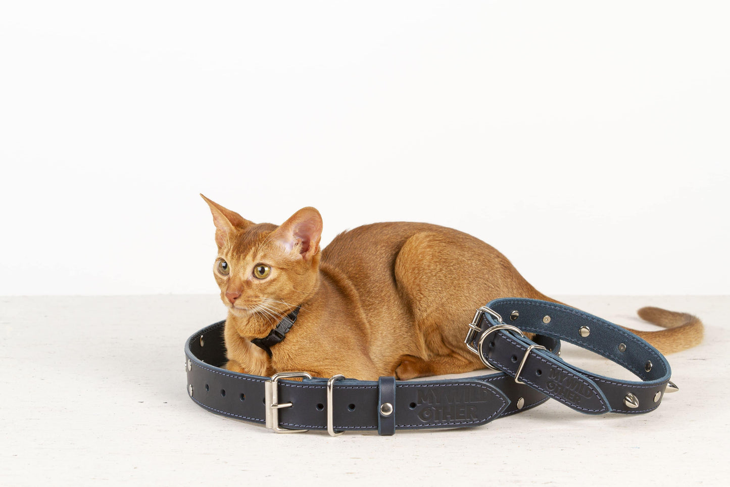 Handmade blue leather STUDDED dog collar | animalistus