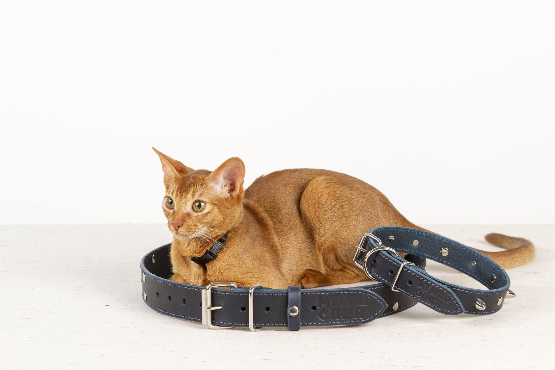 Handmade blue leather STUDDED dog collar | animalistus
